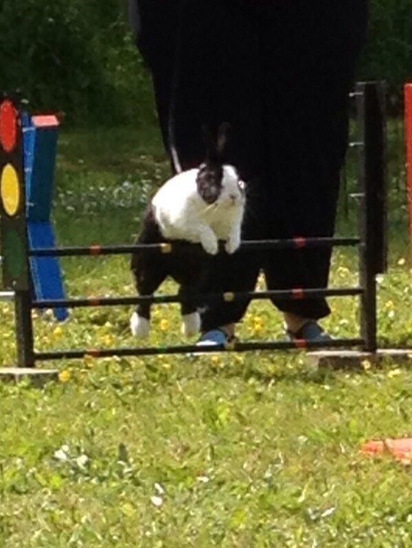 Kanin Sunshine billede 2