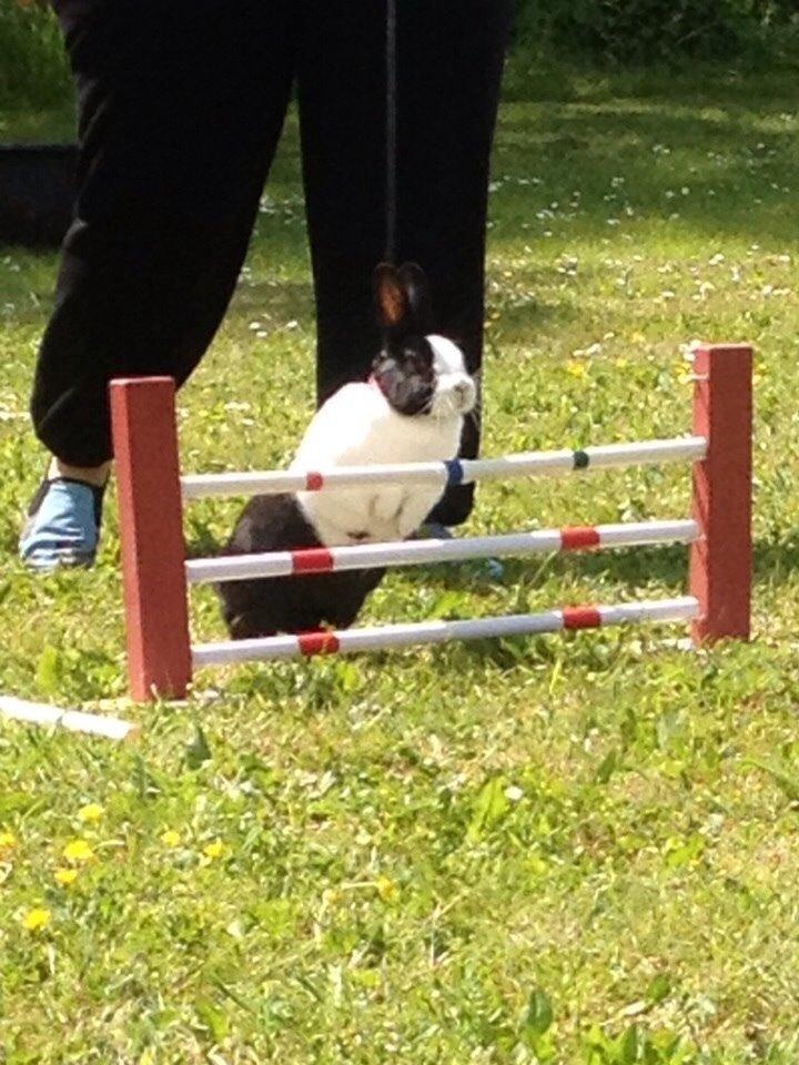 Kanin Sunshine billede 1