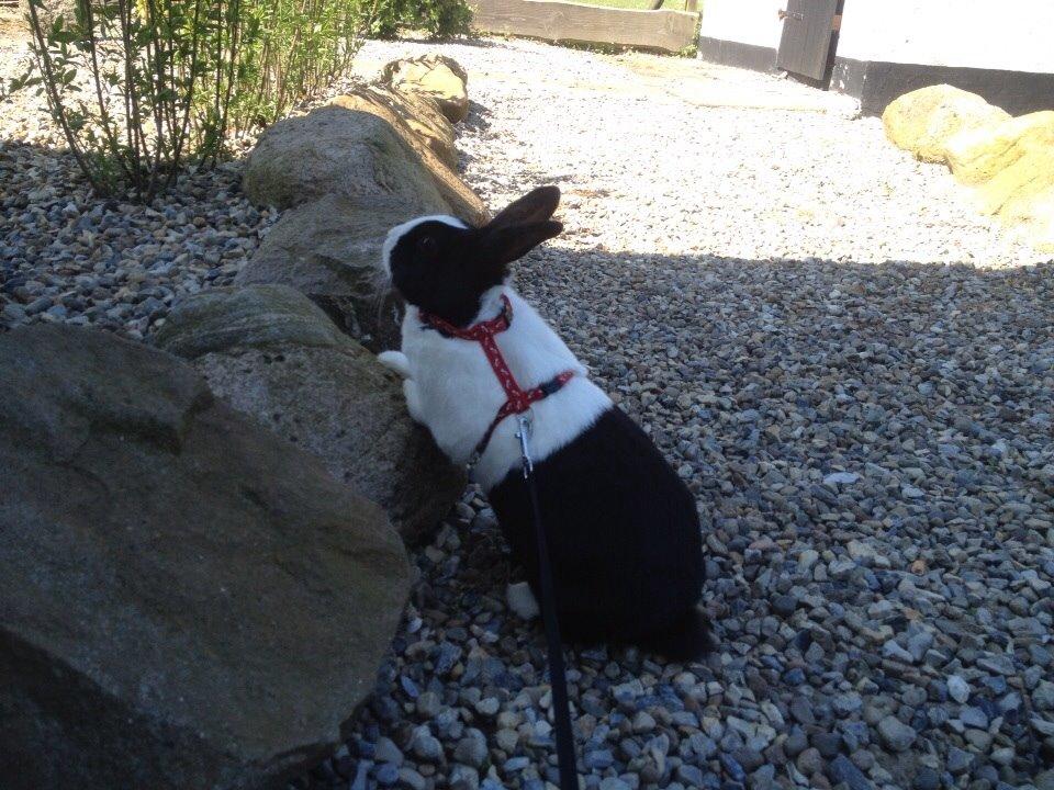 Kanin Sunshine billede 4