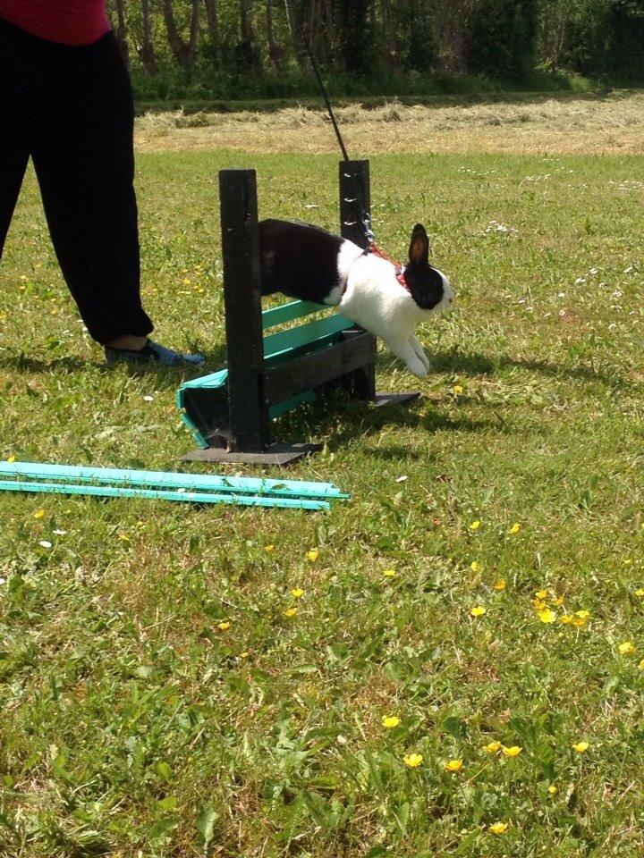 Kanin Sunshine billede 3