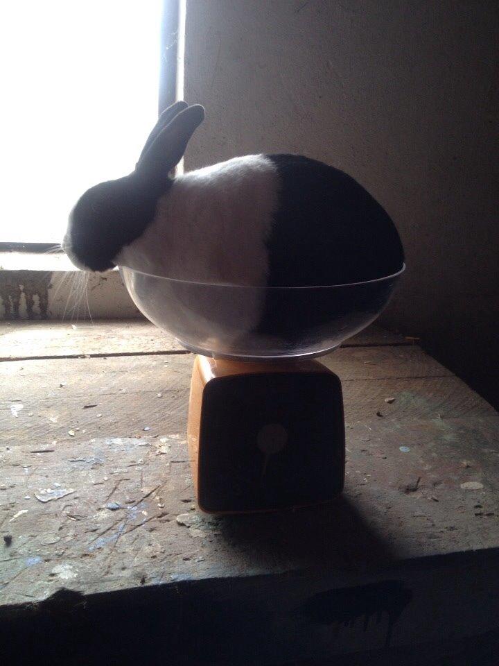 Kanin Sunshine billede 6