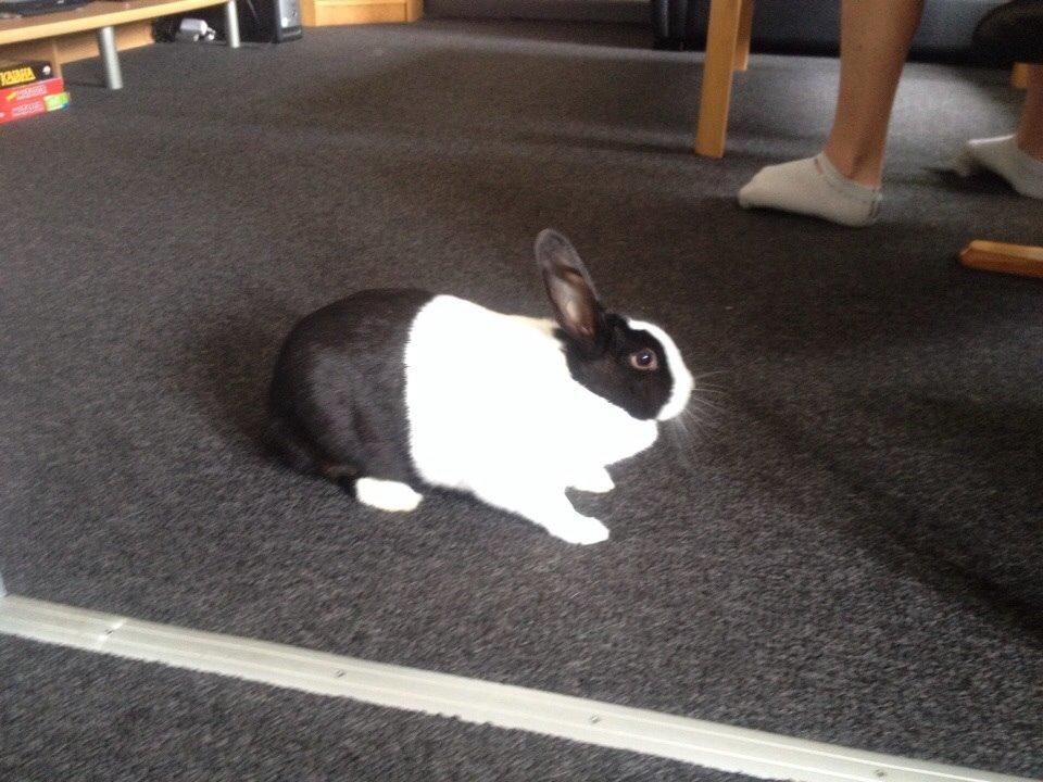 Kanin Sunshine billede 5