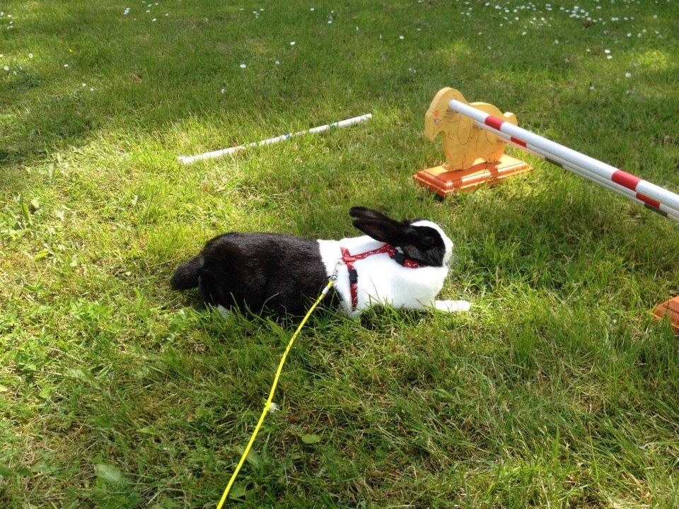 Kanin Sunshine billede 7