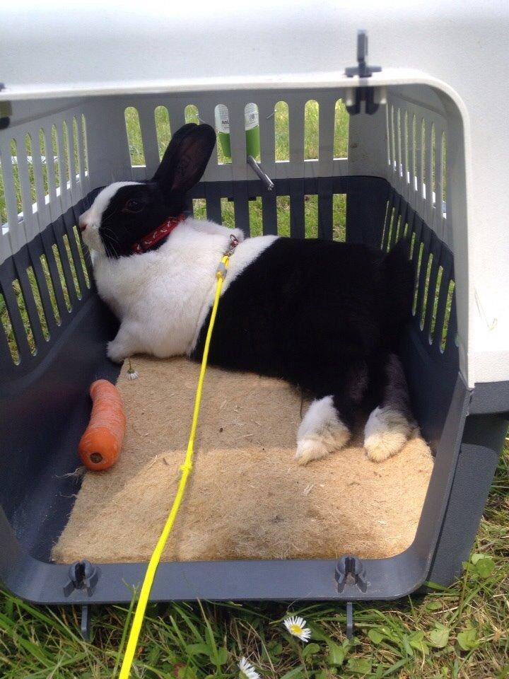 Kanin Sunshine billede 8