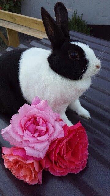 Kanin Sunshine billede 10