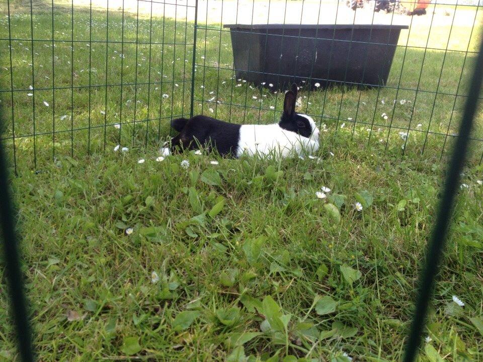 Kanin Sunshine billede 9