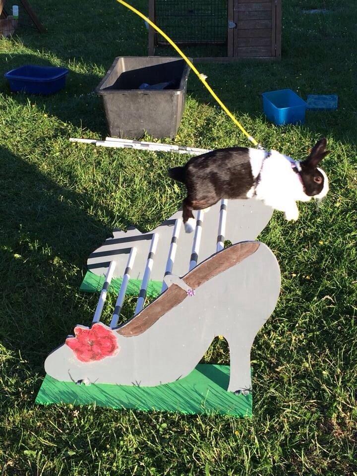 Kanin Sunshine billede 11