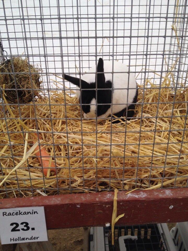 Kanin Sunshine billede 12