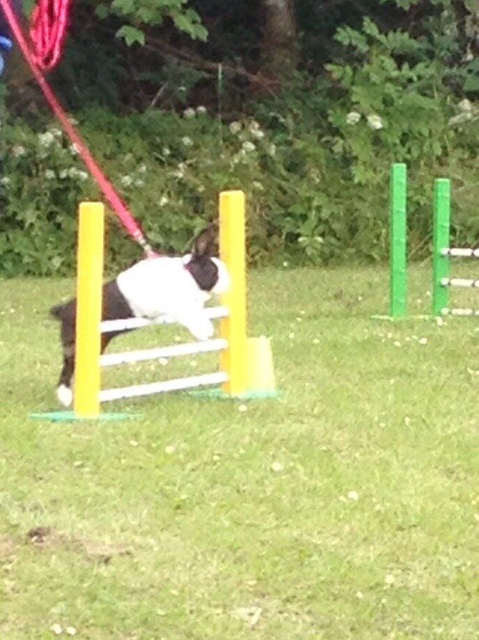 Kanin Sunshine billede 13