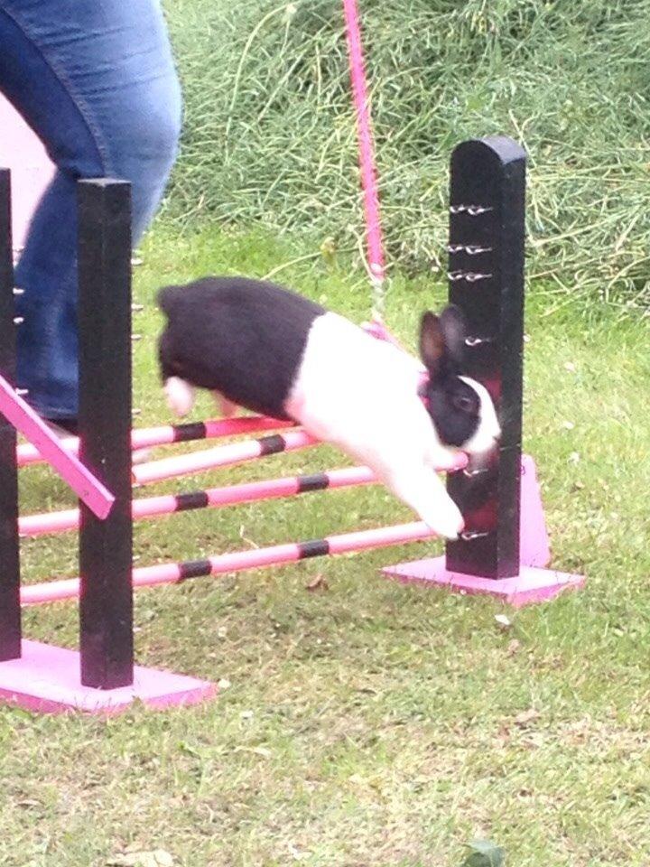 Kanin Sunshine billede 14