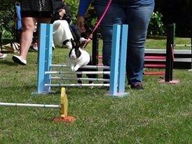 Kanin Sunshine billede 15