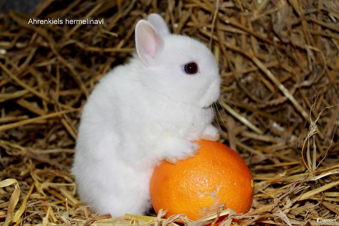 Kanin Ahrenkiels Helena |Hermelin| *R.I.P.* billede 2