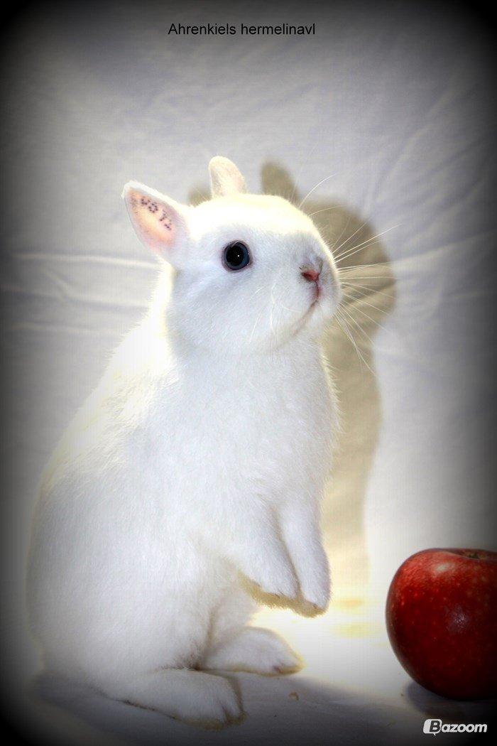 Kanin Ahrenkiels Helena |Hermelin| *R.I.P.* billede 6