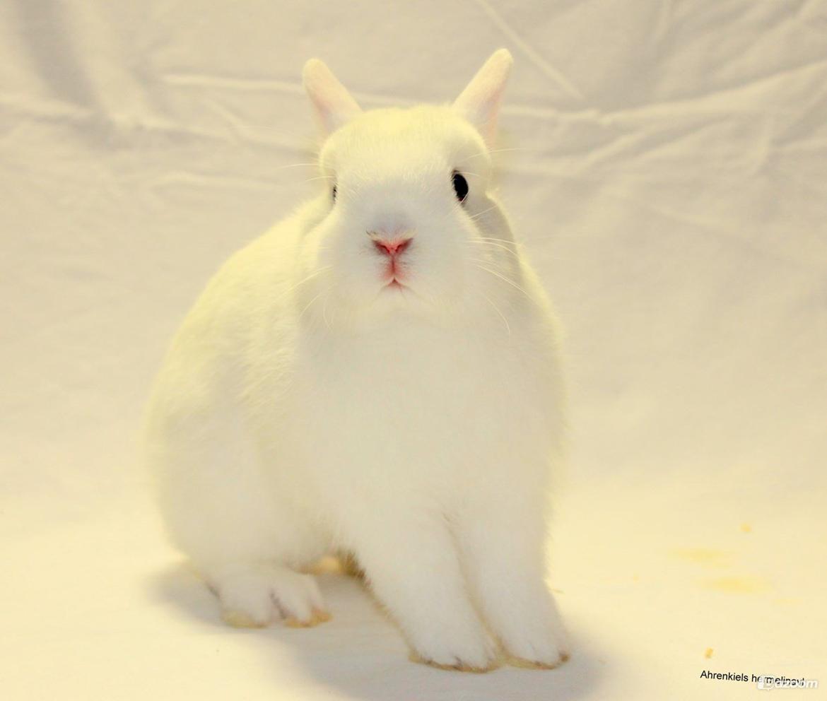 Kanin Ahrenkiels Helena |Hermelin| *R.I.P.* billede 8