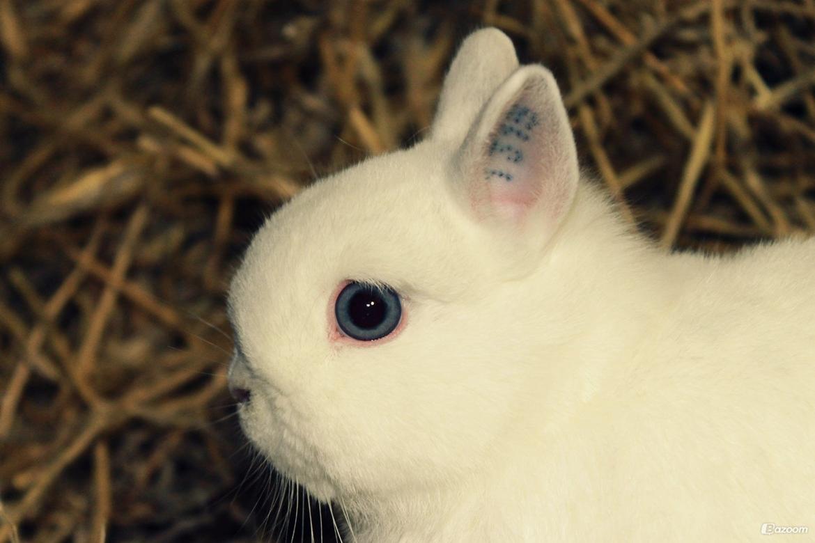 Kanin Ahrenkiels Helena |Hermelin| *R.I.P.* billede 9