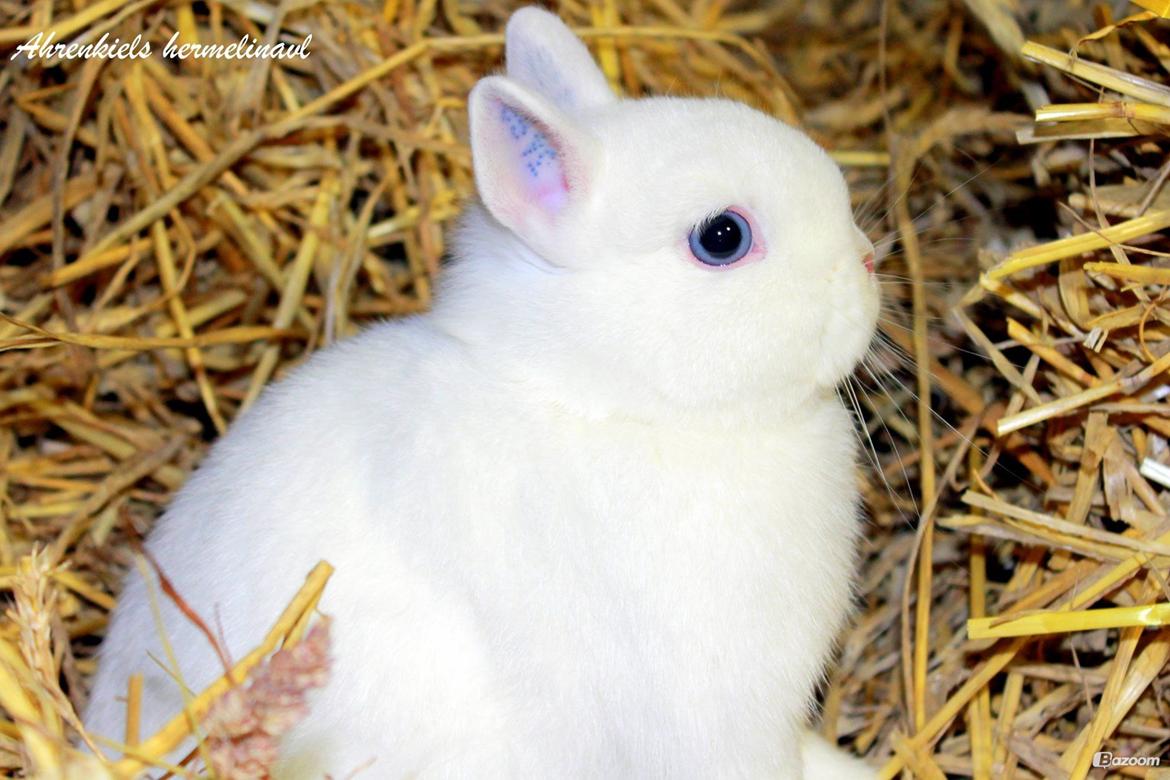 Kanin Ahrenkiels Helena |Hermelin| *R.I.P.* billede 10