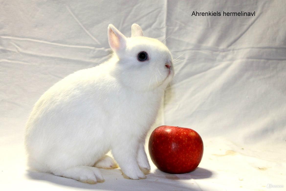 Kanin Ahrenkiels Helena |Hermelin| *R.I.P.* billede 4