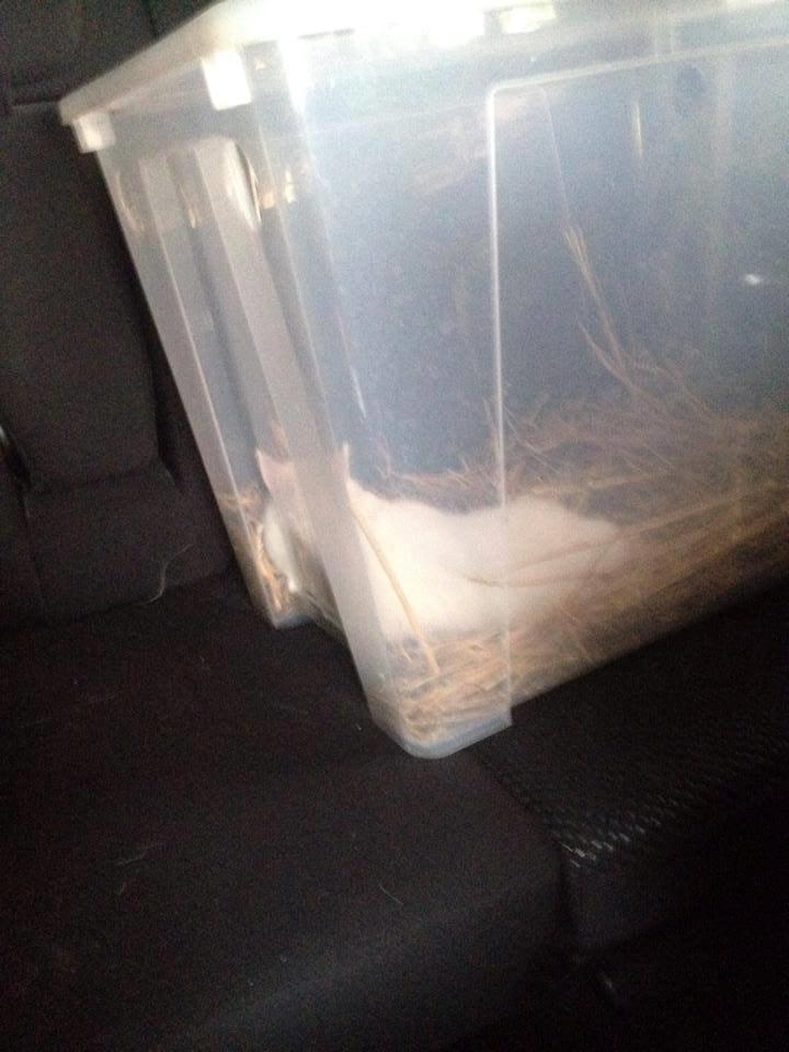 Kanin Ahrenkiels Helena |Hermelin| *R.I.P.* billede 11