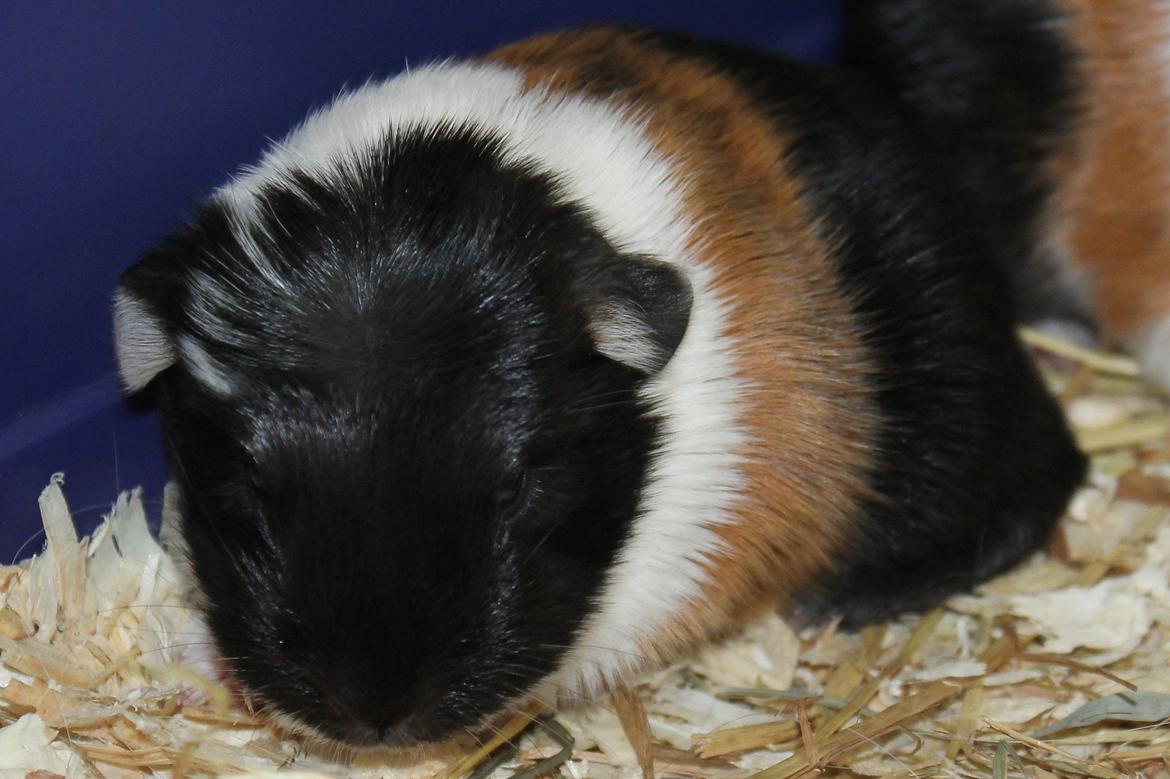 Marsvin Koreskas BLACK JACK billede 7