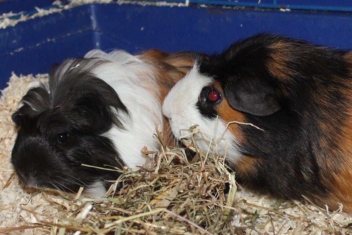 Marsvin Koreskas BLACK JACK billede 9