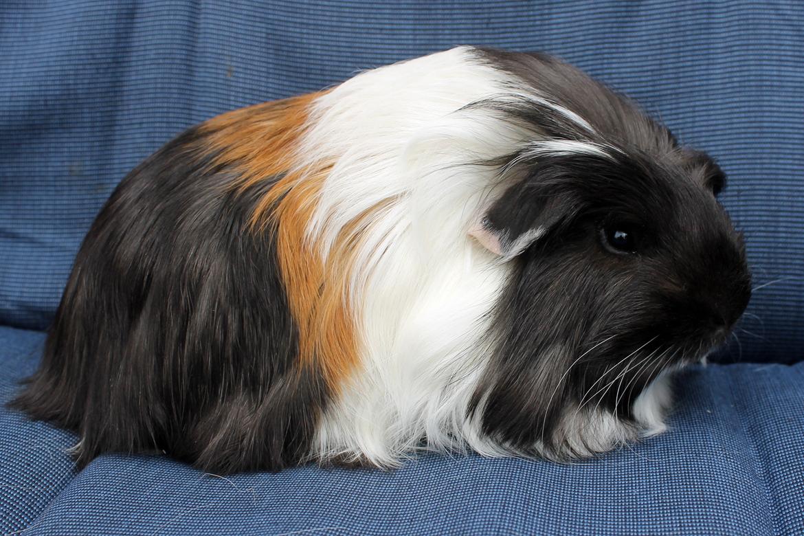 Marsvin Koreskas BLACK JACK - 12.07.2014 billede 2