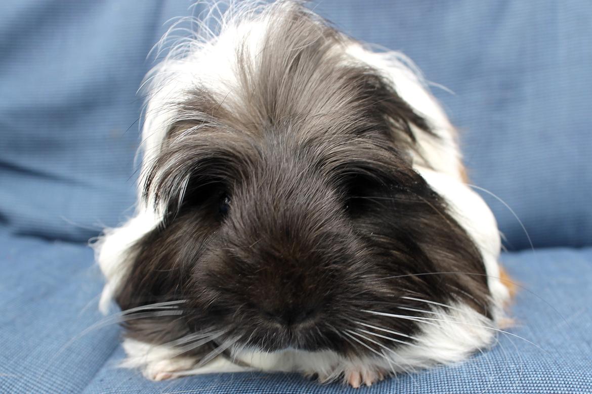 Marsvin Koreskas BLACK JACK - 12.07.2014 billede 3