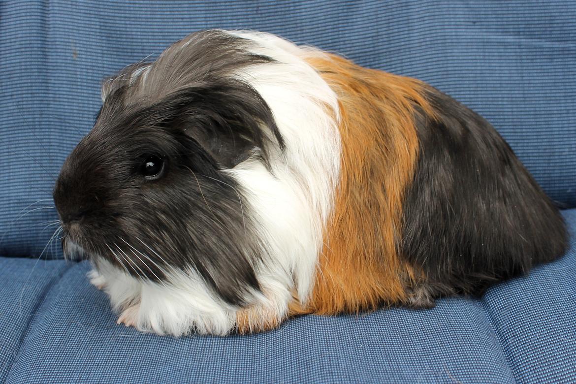 Marsvin Koreskas BLACK JACK - 12.07.2014 billede 4