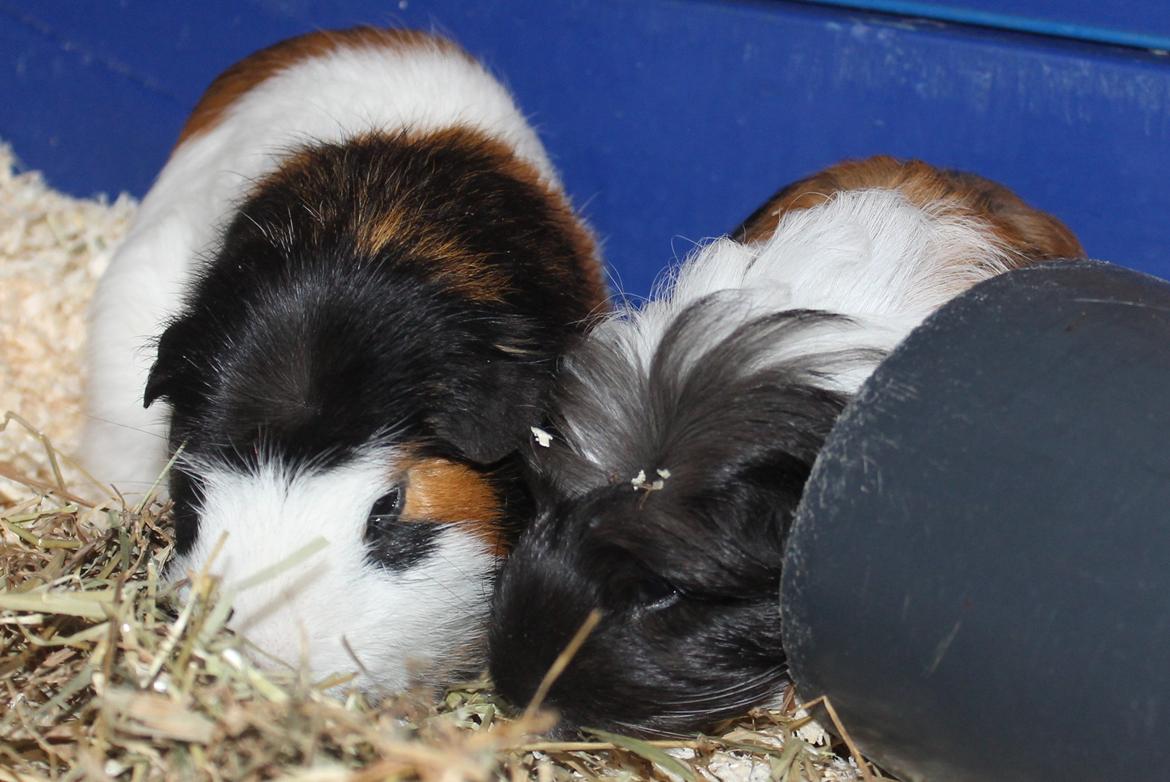 Marsvin Koreskas BLACK JACK billede 10