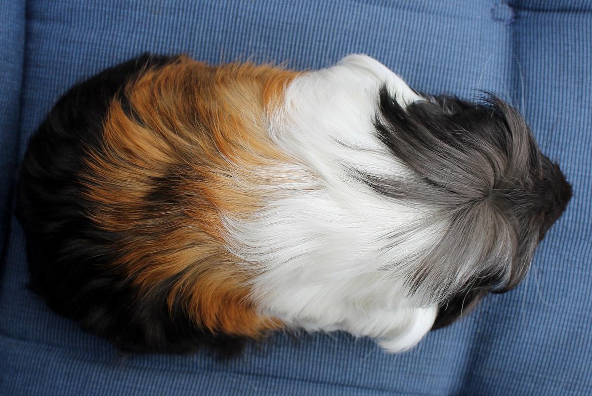 Marsvin Koreskas BLACK JACK billede 5