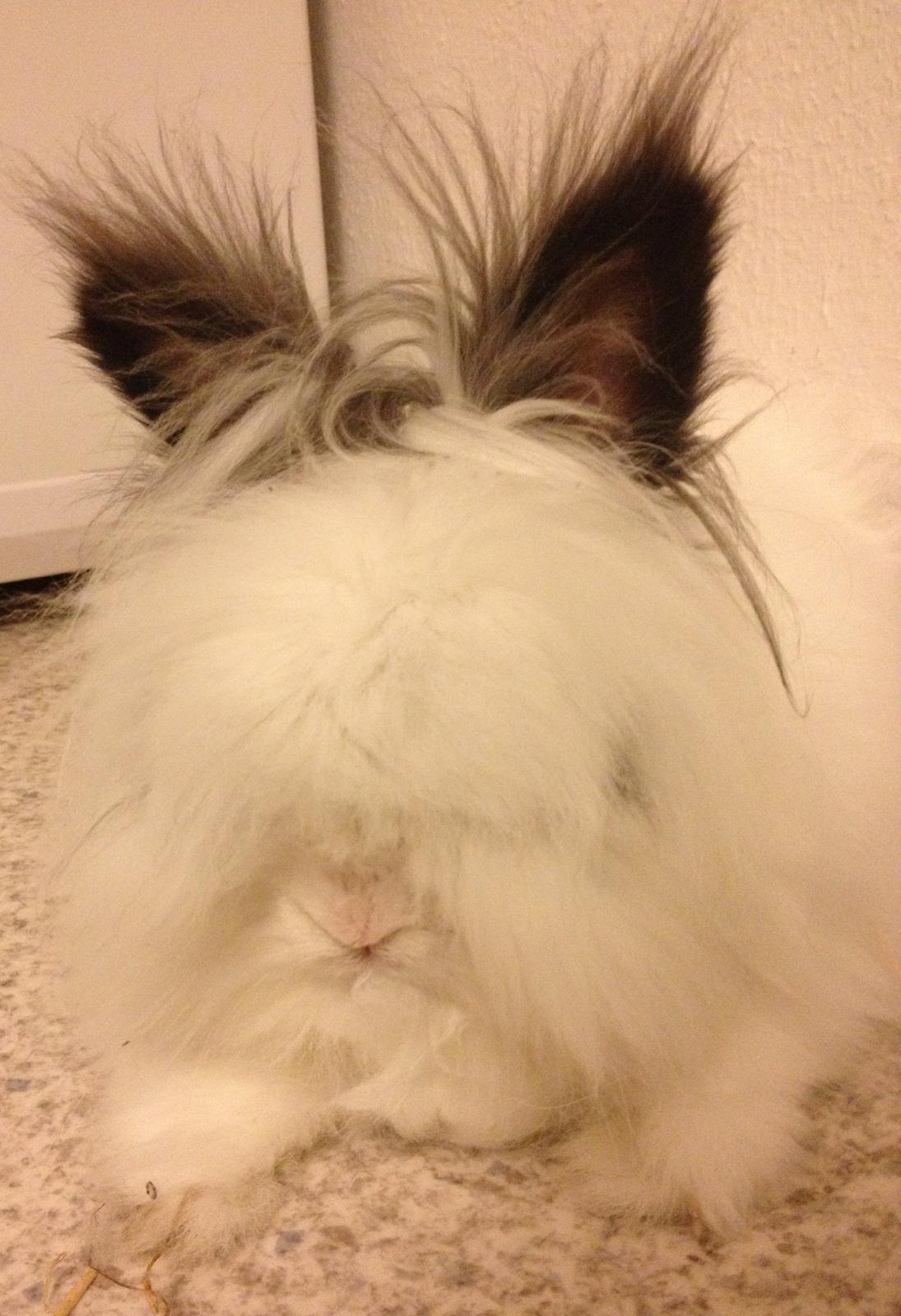 Kanin Pheonix billede 1