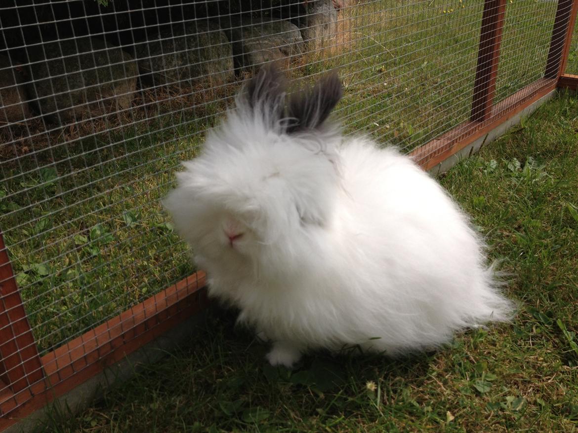 Kanin Pheonix billede 2