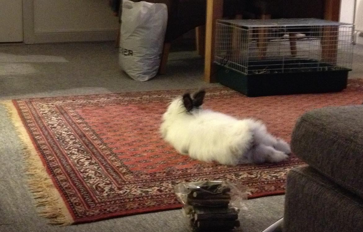 Kanin Pheonix billede 3