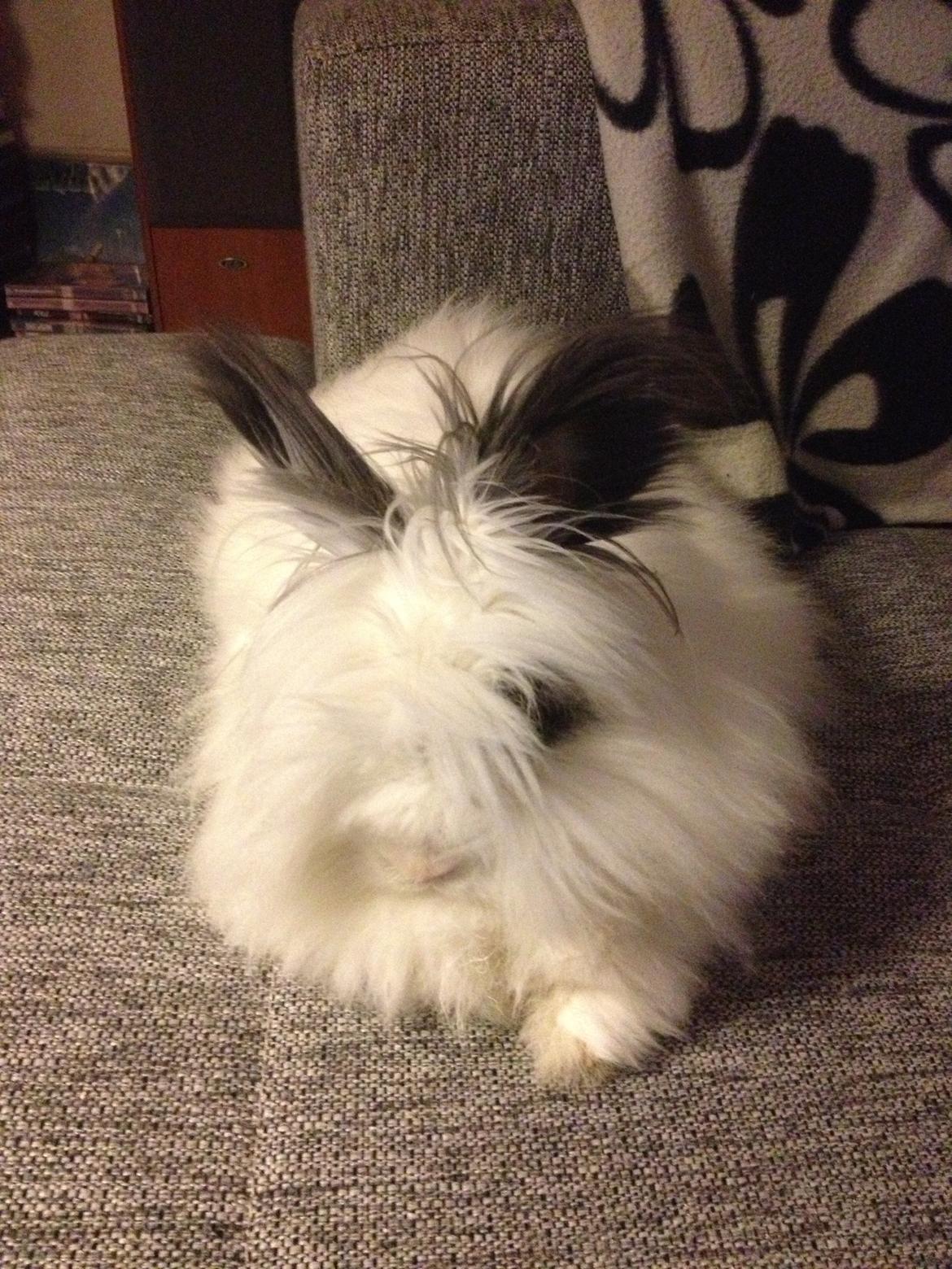 Kanin Pheonix billede 4