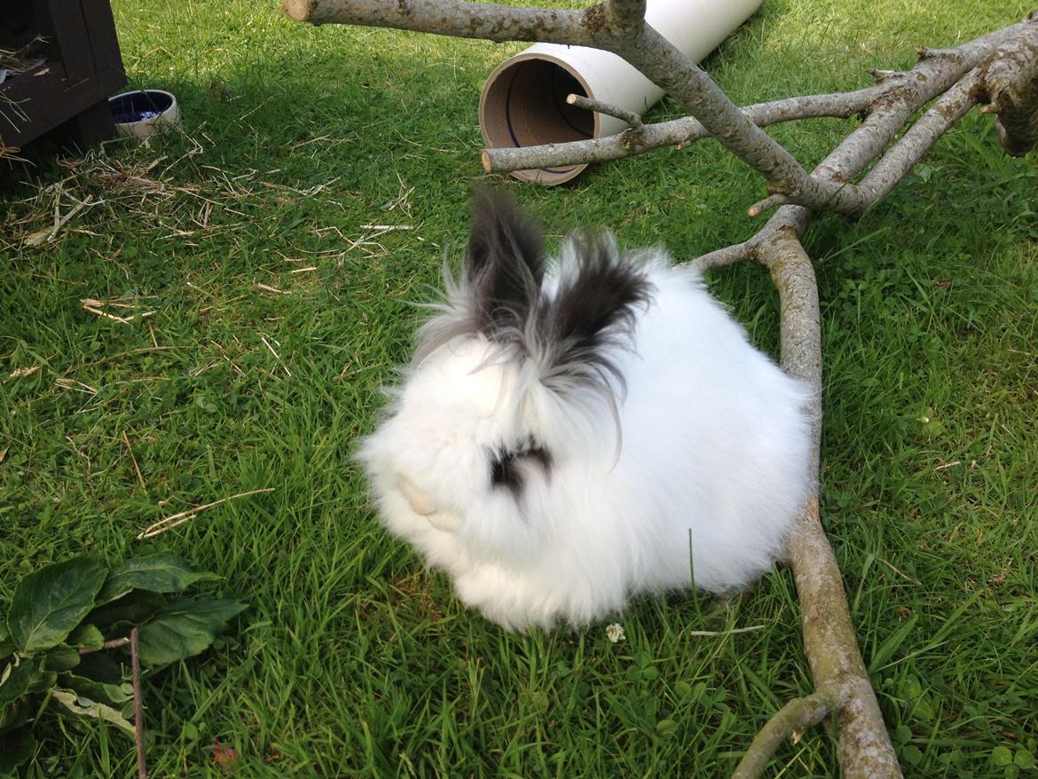 Kanin Pheonix billede 6