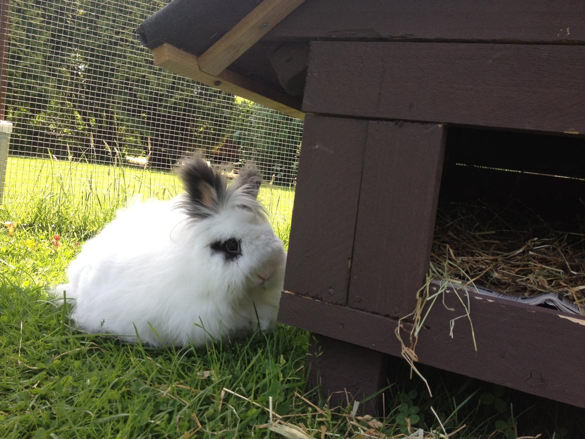 Kanin Pheonix billede 5