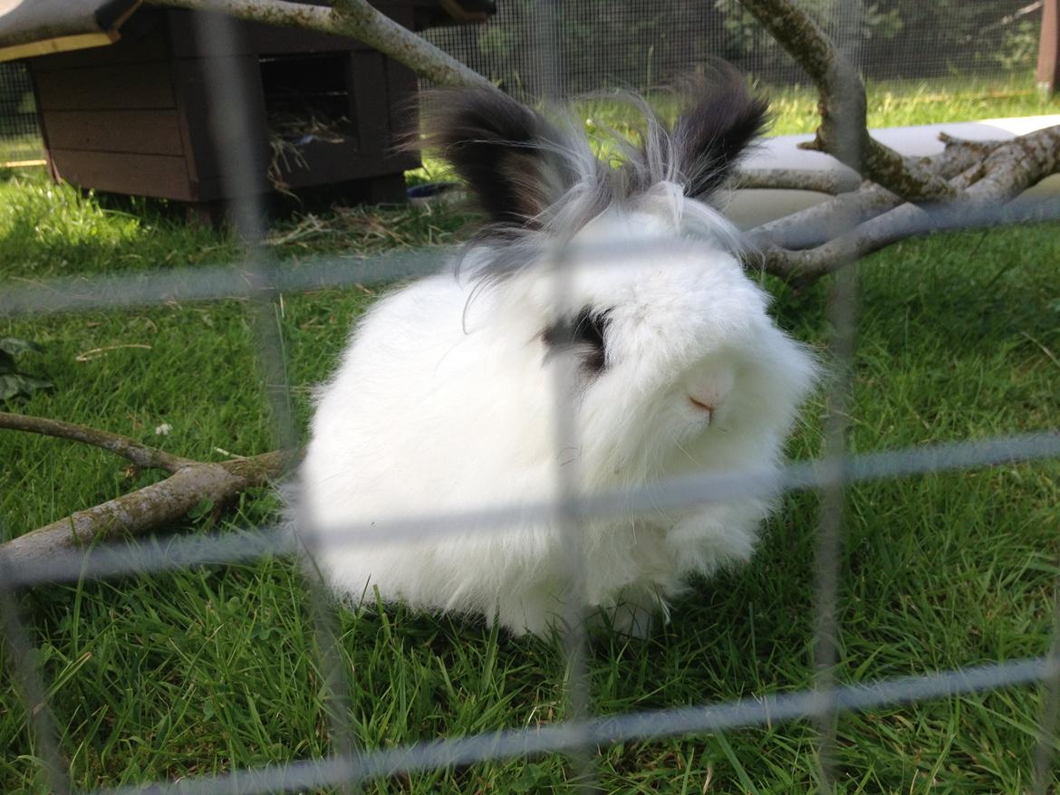 Kanin Pheonix billede 7