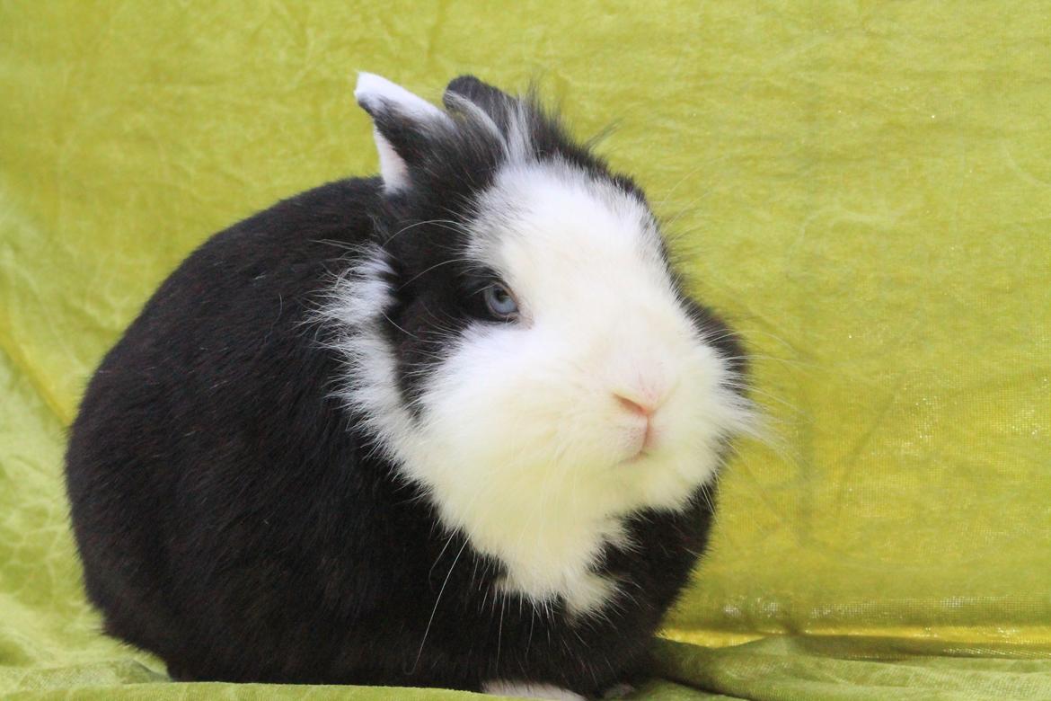 Kanin IsAs SB One Time Shine/Hugo |Løvehoved| *R.I.P.* billede 18