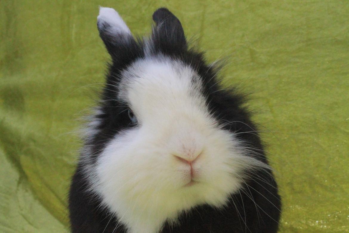 Kanin IsAs SB One Time Shine/Hugo |Løvehoved| *R.I.P.* billede 8