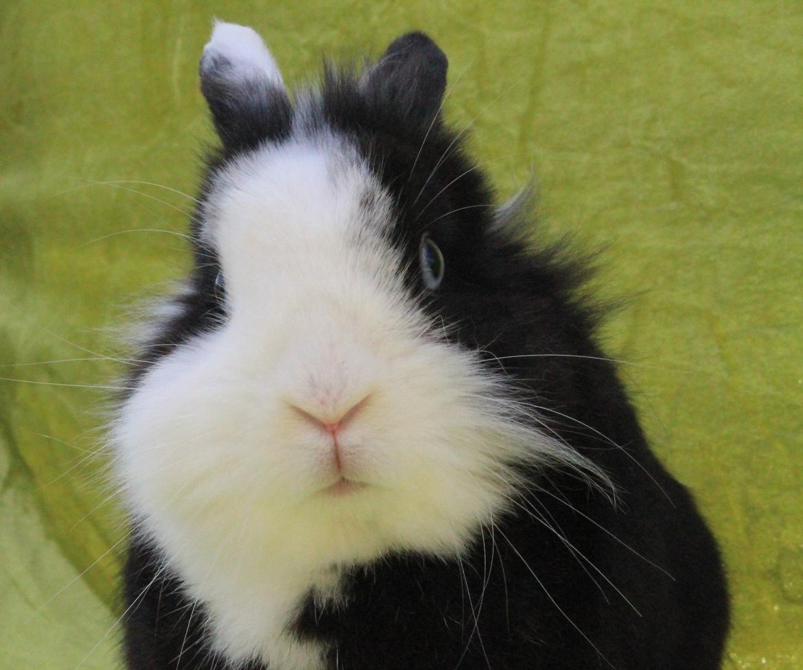 Kanin IsAs SB One Time Shine/Hugo |Løvehoved| *R.I.P.* billede 1