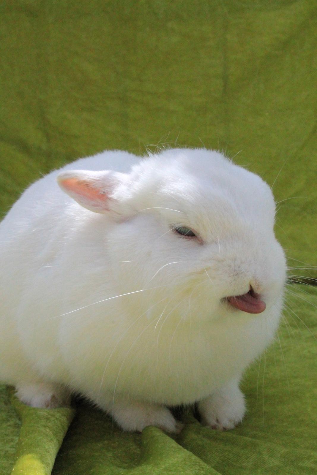 Kanin Ahrenkiels Helena |Hermelin| *R.I.P.* billede 1