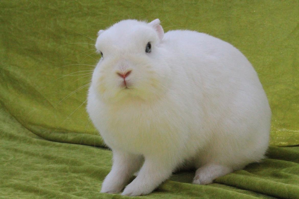 Kanin Ahrenkiels Helena |Hermelin| *R.I.P.* billede 5