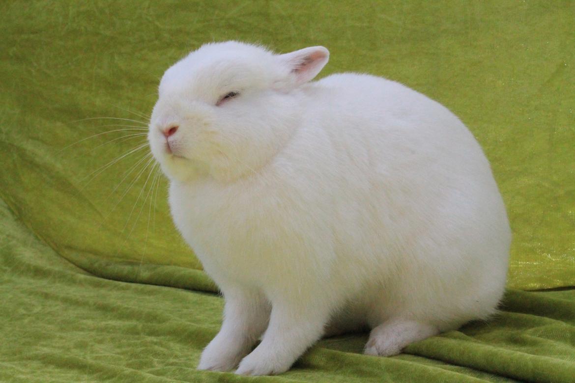 Kanin Ahrenkiels Helena |Hermelin| *R.I.P.* billede 7