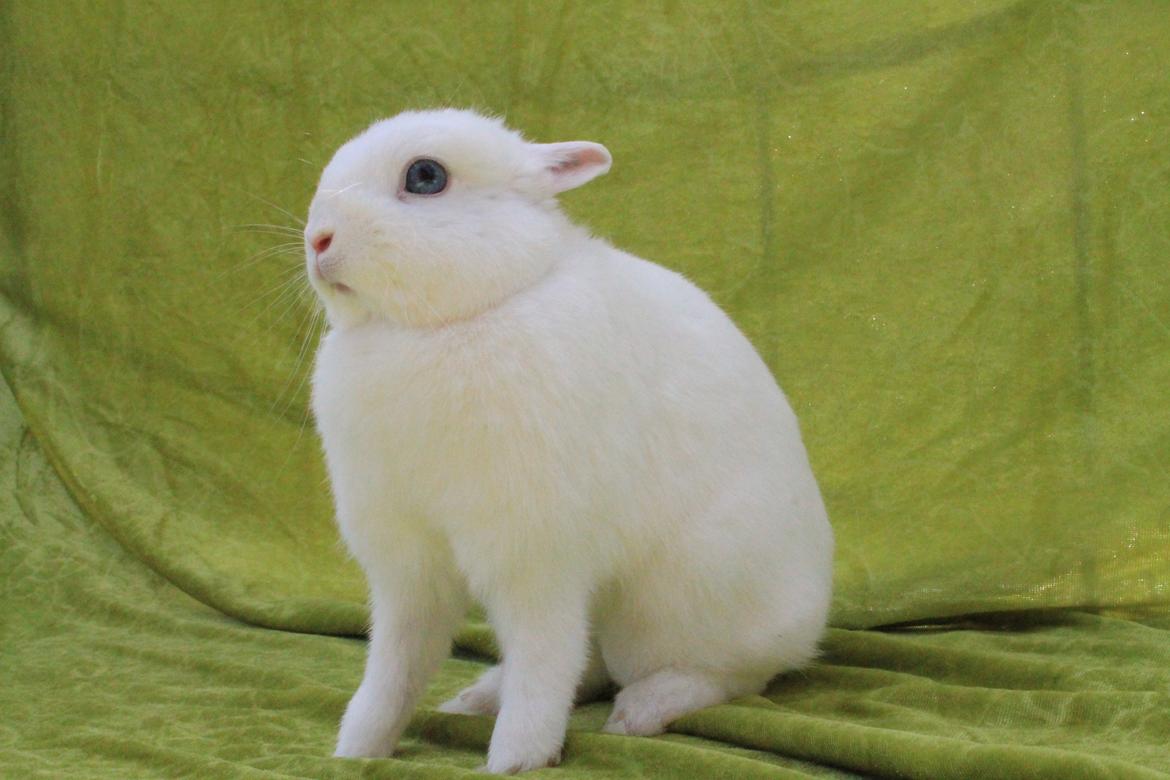 Kanin Ahrenkiels Helena |Hermelin| *R.I.P.* billede 3