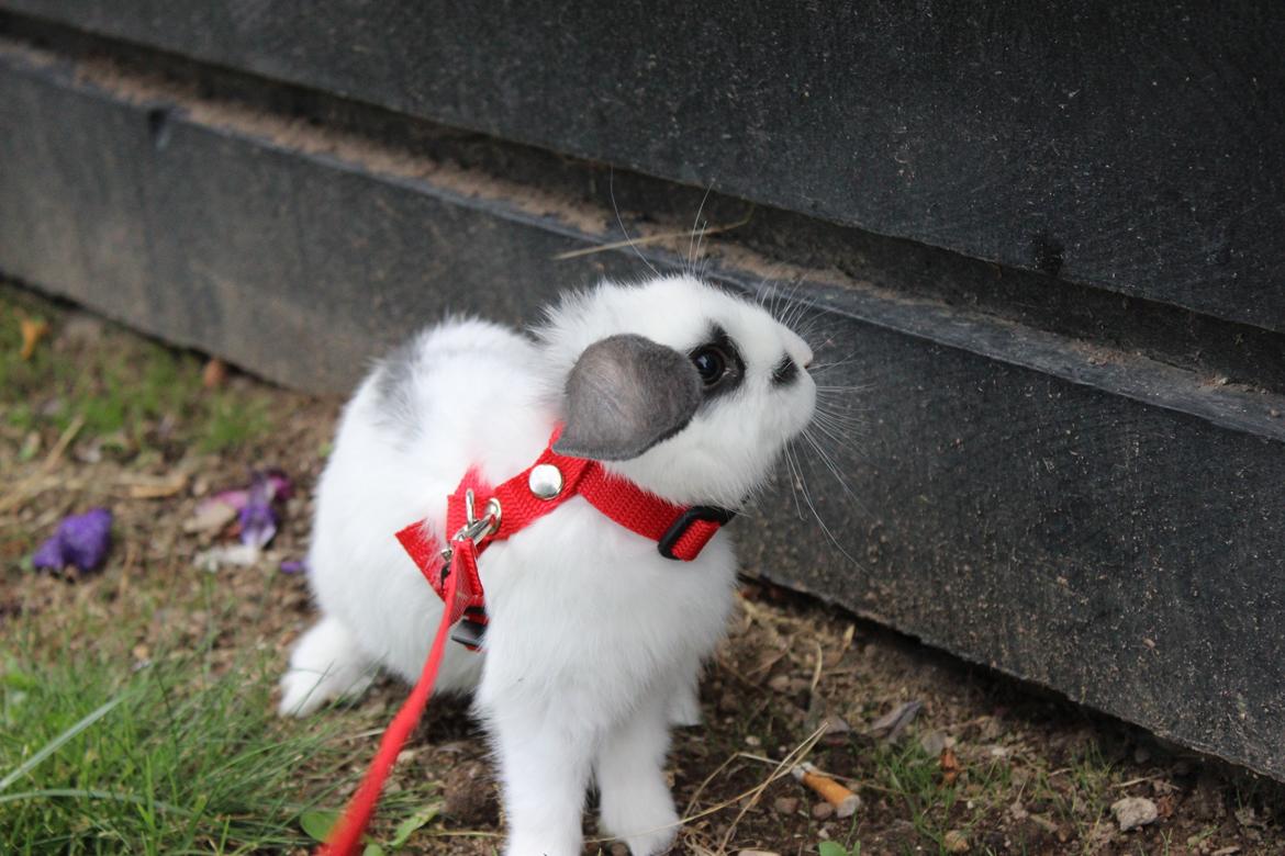 Kanin Vængs Jate Mesja Indie billede 22