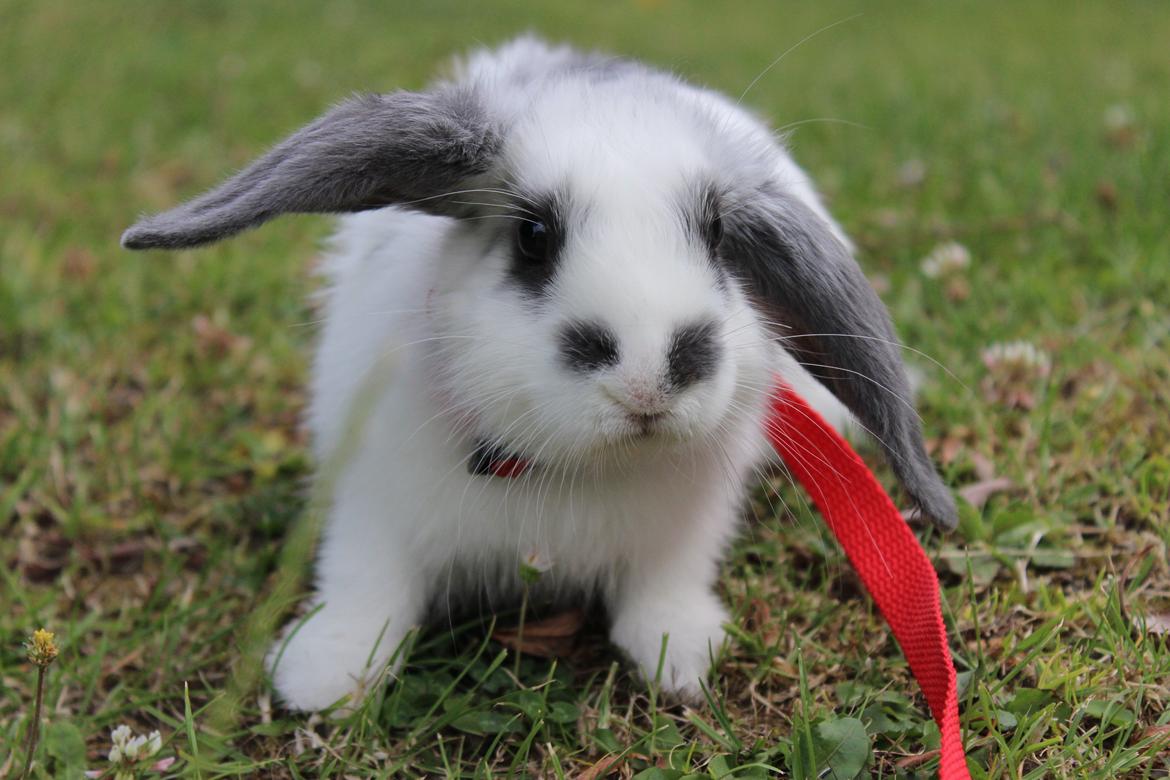 Kanin Vængs Jate Mesja Indie billede 24