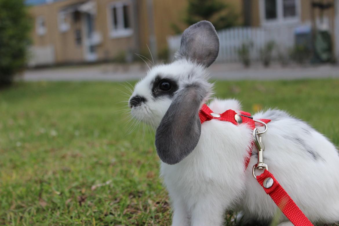 Kanin Vængs Jate Mesja Indie billede 25