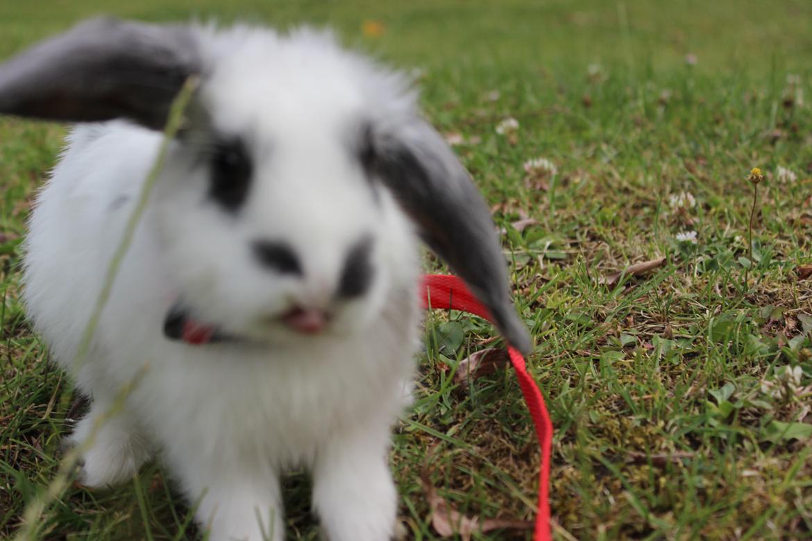 Kanin Vængs Jate Mesja Indie billede 26