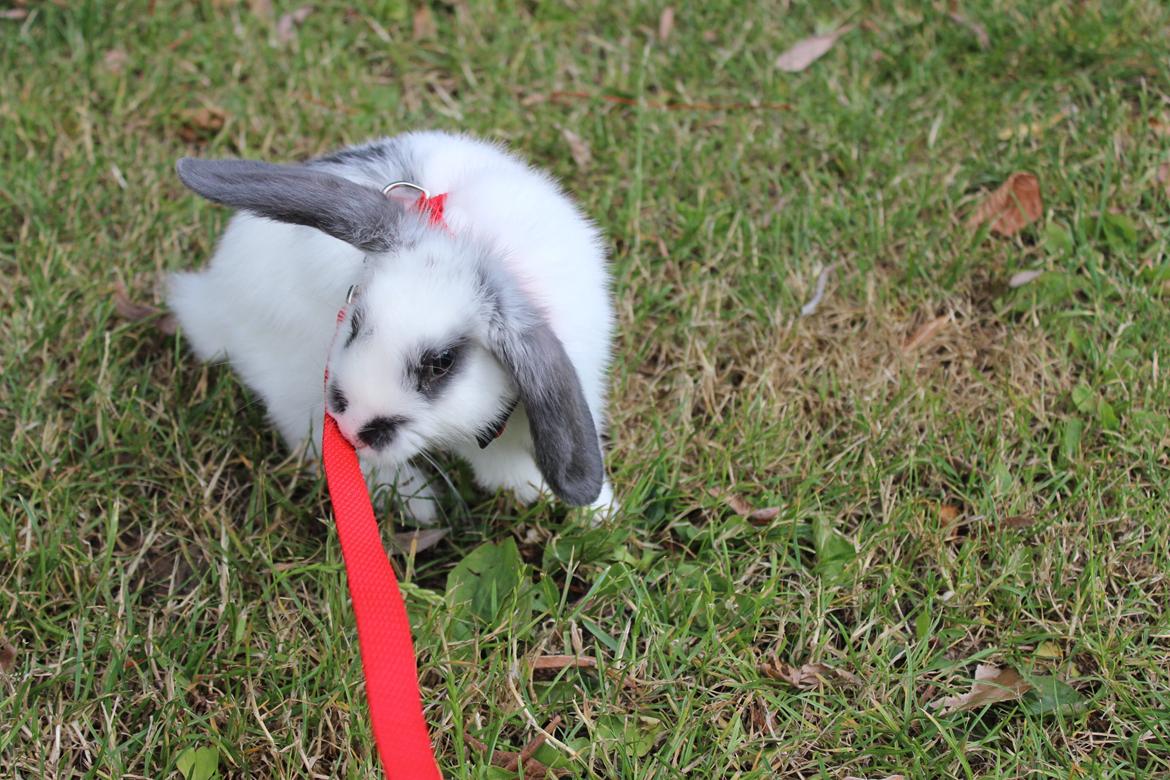 Kanin Vængs Jate Mesja Indie billede 28