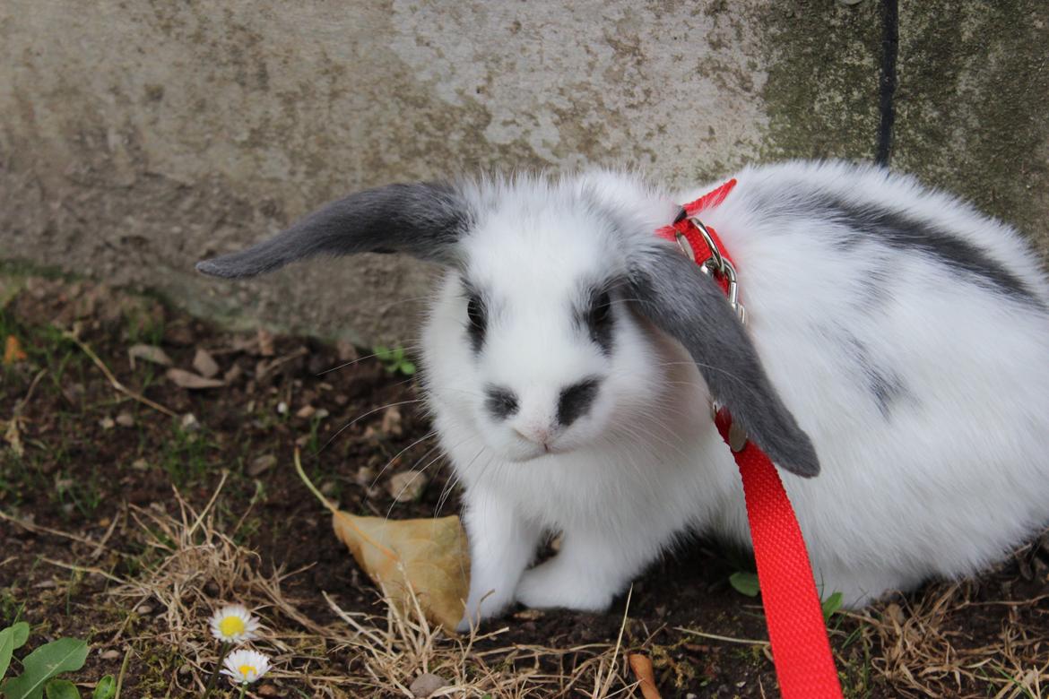 Kanin Vængs Jate Mesja Indie billede 23