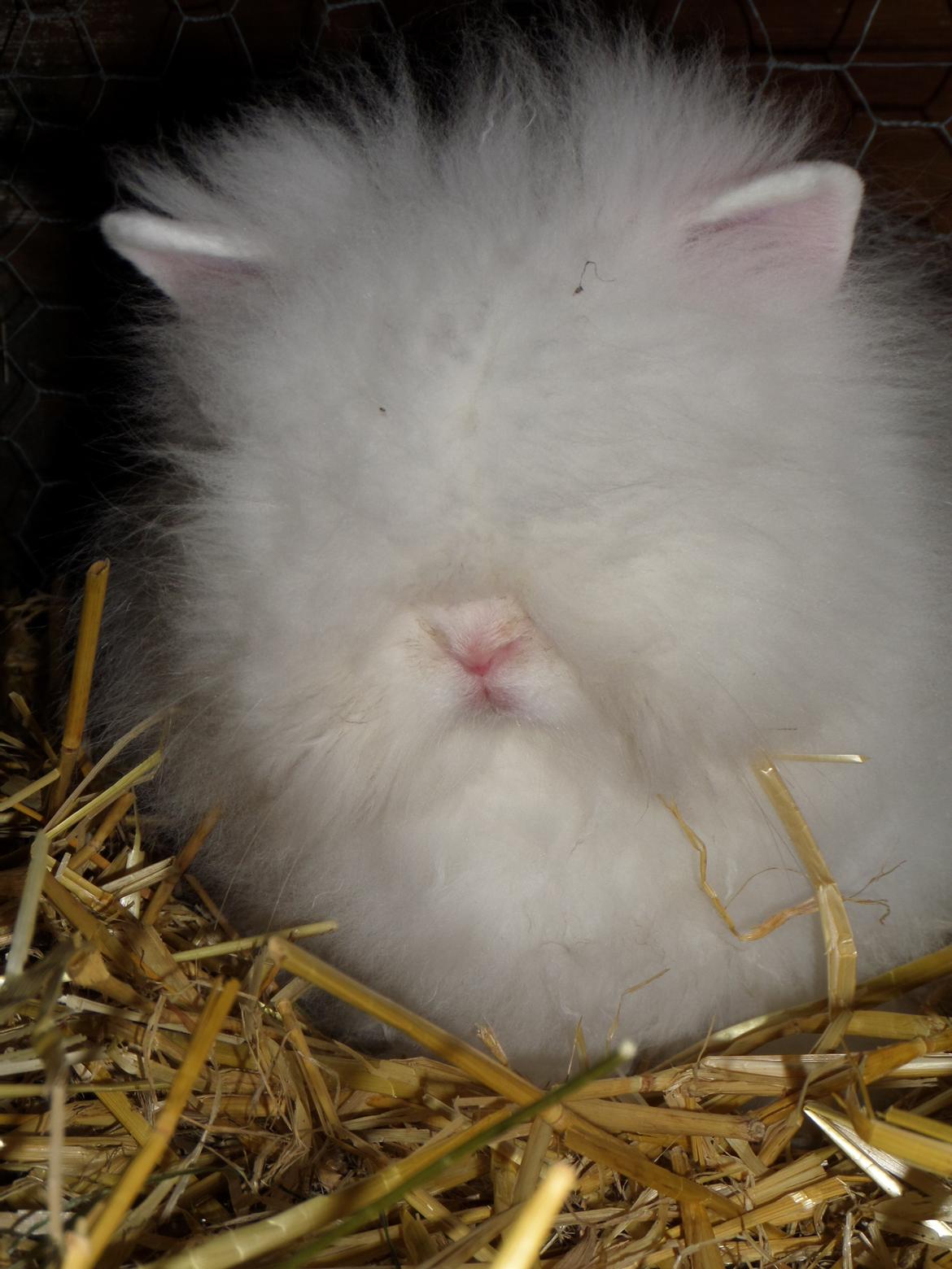 Kanin Grays von den Teddyranch. 23/4 - 13 juli 2014 billede 6